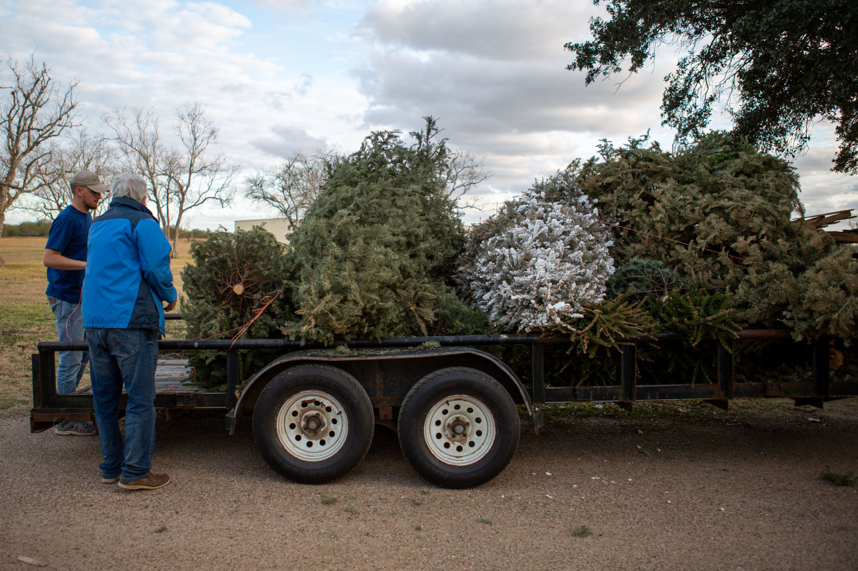 Christmas Tree Collection